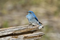 Uccello azzurro di montagna seduto sul tronco nella foresta, primo piano — Foto stock