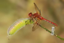 Red-veined meadowhawk sitting on plant, close-up. — Stock Photo