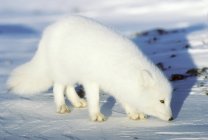 Erwachsene Polarfuchse auf Nahrungssuche im Schnee. — Stockfoto