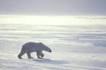 Chasse à l'ours blanc sur la glace de mer dans l'Arctique canadien . — Photo de stock