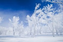 Field with frost-covered trees near Estevan, Saskatchewan, Canada — Stock Photo