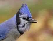 Portrait of blue jay bird with crest outdoors. — Stock Photo