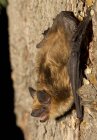 Grande pipistrello marrone aggrappato alla parete rocciosa, primo piano — Foto stock