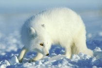 Arctic fox hunting in snow field. — Stock Photo