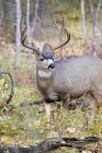 Close up shot of large Mule Deer buck — Stock Photo