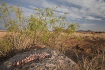 Reticulate gila monster lizard on rocks in Arizona, USA — Stock Photo