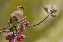 Cedar waxwing perched on flowering branch. — Stock Photo