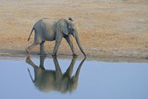 Afrikanischer Elefant läuft am Ufer des Wasserlochs des Etoscha Nationalparks, Namibia, Südafrika — Stockfoto