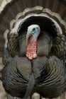 Wild turkey in mating plumage outdoors, close-up — Stock Photo