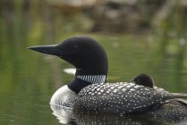 Loon with chick floating in lake water — Stock Photo