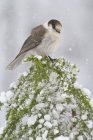 Jay pájaro gris encaramado en la parte superior del árbol de coníferas cubierto de nieve, primer plano . - foto de stock