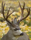 Primer plano plano de macho Mule Deer - foto de stock