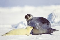 Phoque du Groenland qui allaite un petit phoque dans la neige du golfe du Saint-Laurent, Canada . — Photo de stock
