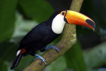 Toco toucan appollaiato su ramo nelle zone umide tropicali del Brasile, Sud America — Foto stock