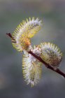 Willow catkins on tree branch, close-up — Stock Photo