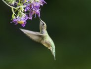 Ruby-throated hummingbird flying and feeding at flowers in tropical forest. — Stock Photo