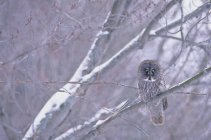 Gran búho gris posado en la rama de árbol cubierto de nieve en el bosque . - foto de stock