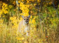 Cougar juvenil sentado no prado florido, close-up . — Fotografia de Stock