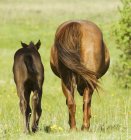 Quater horse with foal in pasture at ranch in Alberta, Canada — Stock Photo