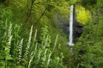 Flores fringecup creciendo en Latourell Falls, Columbia River Gorge National Scenic Área, Washington, EE.UU. - foto de stock