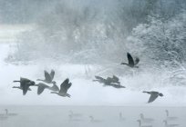 Canada geese flying and swimming in water in Waterton Lakes National Park, Alberta, Canada. — Stock Photo