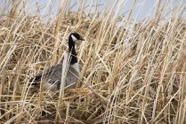 Канада goose стоїть у сухому рід рослин — стокове фото