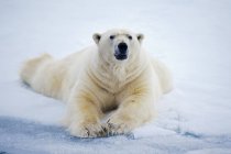 Белый медведь отдыхает на паковом льду, архипелаг Шпицберген, Норвегия — стоковое фото
