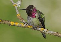 Nahaufnahme eines Kolibri-Männchens auf einem Ast. — Stockfoto