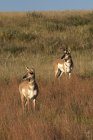 Pronghorn antelopes on grassy hillside looking away in Custer State Park, South Dakota, USA — Stock Photo