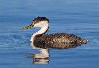 Western grebe floating on water, close-up — Stock Photo