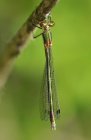 Esmeralda libélula espalhando sentado na planta, close-up . — Fotografia de Stock