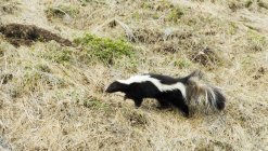 Stripped skunk foraging on grass outdoors. — Stock Photo
