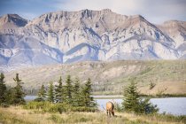 Alce da montanha rochosa pastando nas montanhas do Parque Nacional Jasper, Alberta, Canadá . — Fotografia de Stock
