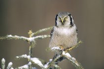 Northern hawk-owl perching on fir tree branch with snow in woods. — Stock Photo