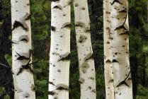 Bagnato tronchi di pioppo tremulo vicino a Nordegg, Alberta, Canada — Foto stock
