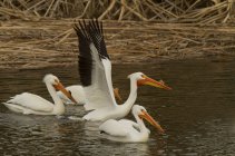 Американские белые пеликаны плавают на воде с распростертыми крыльями . — стоковое фото
