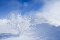 Field with frost-covered tree near Estevan, Saskatchewan, Canada — Stock Photo