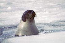Harp seal peering from water on Magdalen Isalnds, Gulf of Saint Lawrence, Canada. — Stock Photo