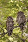Mexican spotted owls sitting on tree branch. — Stock Photo