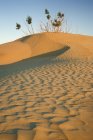 Pflanzen, die auf Sanddünen in großen Sandhügeln in der Nähe von Zepter, Saskatchewan, Kanada wachsen. — Stockfoto