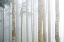 Nebbia in vecchi alberi di cicuta crescita nella foresta — Foto stock