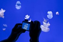 Visitatore che scatta foto con macchina fotografica di meduse nella Planet Jellies Gallery al Riplys Aqarium of Canada alla base della CN Tower, Toronto, Canada . — Foto stock