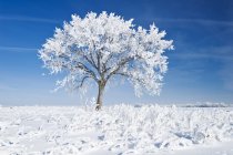 Frostbedeckter Baum auf einem Feld in der Nähe von beausejour, manitoba, canada — Stockfoto