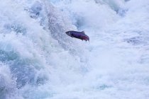 Salmon jumping up at falls of Fraser river in British Columbia, Canada — Stock Photo