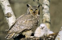 Adult great horned owl and owlet siting in nest. — Stock Photo