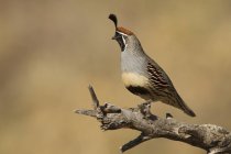 Gambels quail standing on dry tree branches — Stock Photo