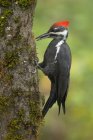 Pileated woodpecker perched on tree trunk in woodland. — Stock Photo