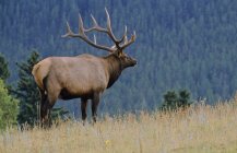 Elk deer standing on grass in forest of Alberta Canada. — Stock Photo