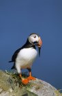 Atlantic puffin with minnow fish in beak perched on coastal rock — Stock Photo