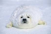 Cachorro de foca arpa cubierto de nieve a la deriva después de ventisca . - foto de stock